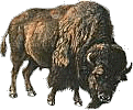 Buffalo